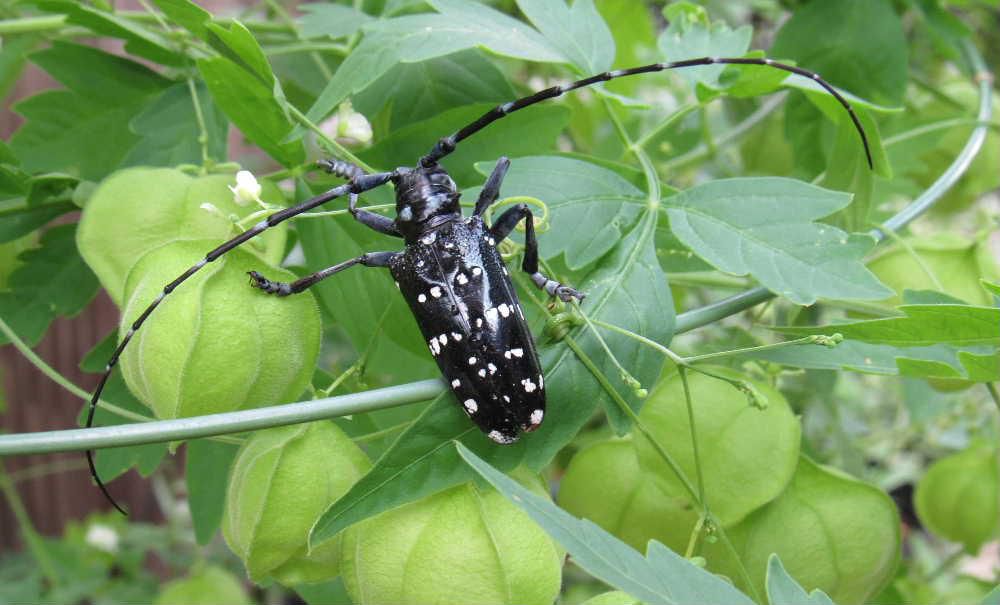 体全体が黒く光沢があり白い斑点のあるきれいなカマキリムシがフウセンカズラに止まっていました　我が家の庭では初めて見るカマキリムシです　正式には「ゴマダラカミキリ」という名前だそうですが体の模様から付いたといわれています　大あごが強くて髪の毛や細い枝なども切ることができるので「髪切虫」呼ばれるんだそうです　国内には９００種以上確認されているとのことでどこにでもいる虫ですがあまり好きになれない虫の一つです