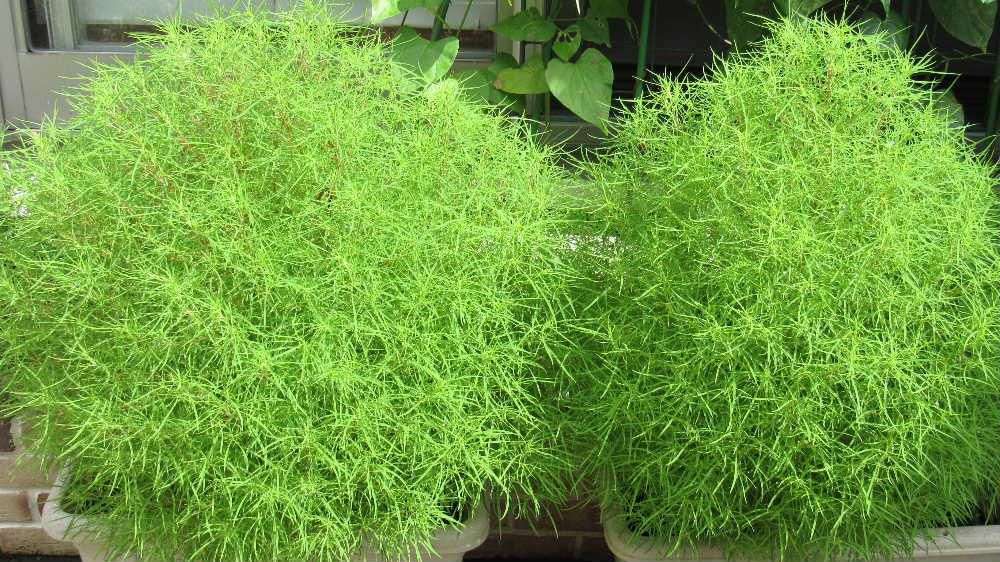 散歩中の庭々の縁にコキアが目につきます　我が家でも敷地の縁やプランターに植えていますがふんわりとして触ってみたくなるような緑色のコキアに育っています　昨年はあまりよく育ってくれなかったので秋に真っ赤に色づいてくれるのが楽しみです