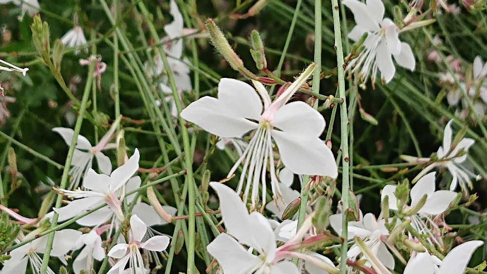 赤湯の表町通の両側の花壇にたくさんの「ハクチョウソウ」が咲いています　白鳥に似ているので「ハクチョウソウ（白鳥草）」の名前が付いたのかと思っていましたが小さな花が風に揺れている様子が白い蝶が群れて飛んでいるようだと「ハクチョウソウ（白蝶草）」という名前が付いたのでそうです　花はすぐに枯れてしまいますが花付がよく途切れることなく咲いています　白だけでなくピンクの花も目にします　晩秋まで次々と花を咲かせてくれる息の長い花です