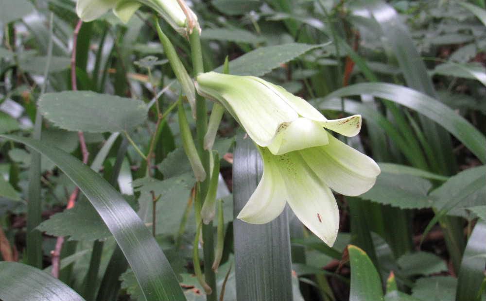 ユリの花に似た白い花を山際でみつけました　あまり日当たりのよくない湿地に咲いていました　ユリに似ているが葉が違っている「ウバユリ」の花ででしょうか　花が満開になる頃に葉が枯れてくることが多いので歯（葉）のない「姥」にたとえて「ウバユリ」と名付けられたとか　今日１３日から１５日は旧暦のお盆でご先祖様を供養する日です　ご先祖様があって今があります　生きていることに感謝しなければ