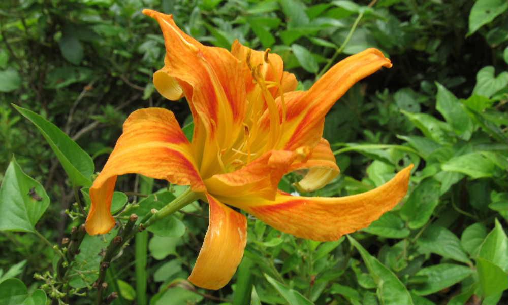 この花を植えると悩み事が忘れられるという言われるオレンジ色の花を見つけました　昨年「ワスレナグサ」と紹介しましたが「ヤブカンゾウ」という花で以前はユリ科に属していましたがDNA解析でススキノキ科となっているそうです　雄しべが花びらに変化して八重咲になり実が出来ず地下茎で増えるそうです　新芽は茹でるとぬるめがあって美味しく人気があるとか　でも何といっても悩み事を忘れさせてくれる花っていいですね　この暑さも忘れたい