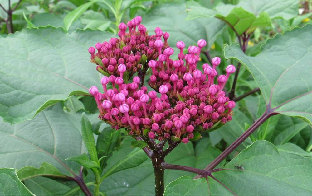 手毬状のピンクの花を咲かせる「ボタンクサギ」が今にも咲きそうです「牡丹臭木」と書きますが読んで字のごとし牡丹のような花が咲き茎や葉を傷つけると独特の香りがすることにちなだ名前だそうです　まだ蕾ですので咲いたらもう一度写真を撮りに出向いてアップします