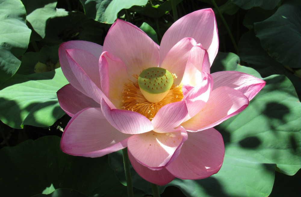 NHKローカルニュースで米沢市の上杉公園の「ハス」の花が紹介されました　早速見てきましたが一面の緑の葉の中にピンクの花がひときわ目立ちました　あまりきれいではない水でも咲く花で花言葉は「清らかな心」とされそんな雰囲気の花です　仏教とともに伝来したと言われ古くから使われた名で仏壇を彩る花で仏教と深いかかわりのある花のようです　葉の上でコロコロと転がる水玉がとても印象的です