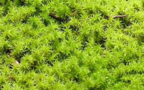 木立に囲まれた小さな池のほとりにきれいな「コケ」をみつけました　「コケ」は植物の一種ですが他の植物と違い葉や茎などから水分や養分を吸収し根は体を支えるためにあると学んだことがあります　ですから「コケ」は近くに水があったり湿ったところによく育つそうです　これまであまり気をつけてみたことがなく草むしりをしていて厄介な「ゼニゴケ」がやけに目に付きましたがこれからは少しじっくりと観察してみようと思います
