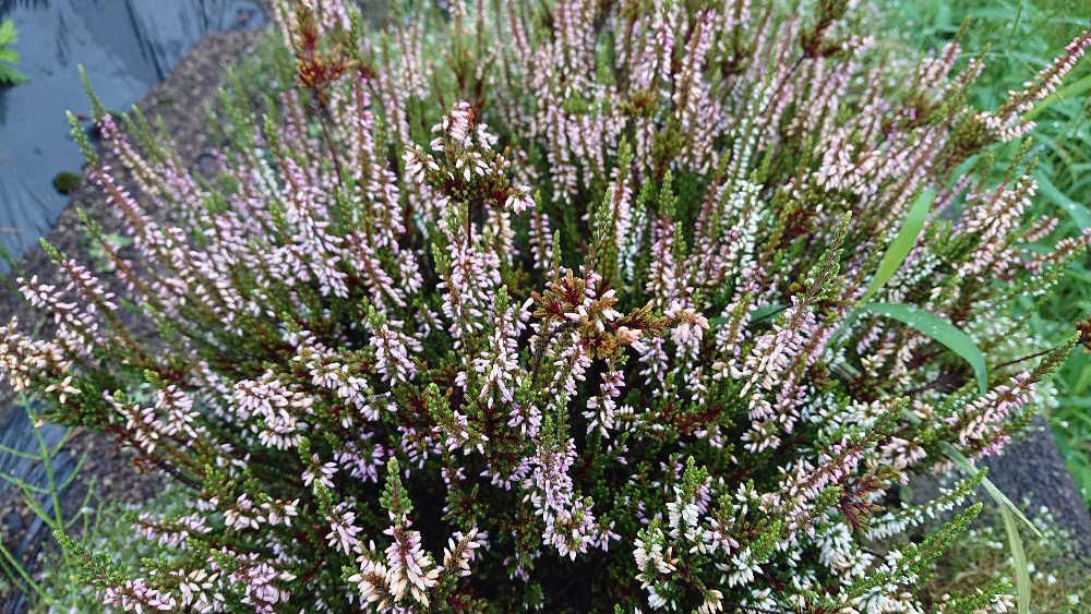 クッションのようにこんもりと茂り小さな白やピンクの花をびっしりつけている「カルーナ」という花が咲いていました　枝全体が花穂のように見えます　学名の「Calluna」は「掃く」という意味がありこの枝でほうきを作ったことに由来しているのだそうです　何かの花に似ていますが思い出せません