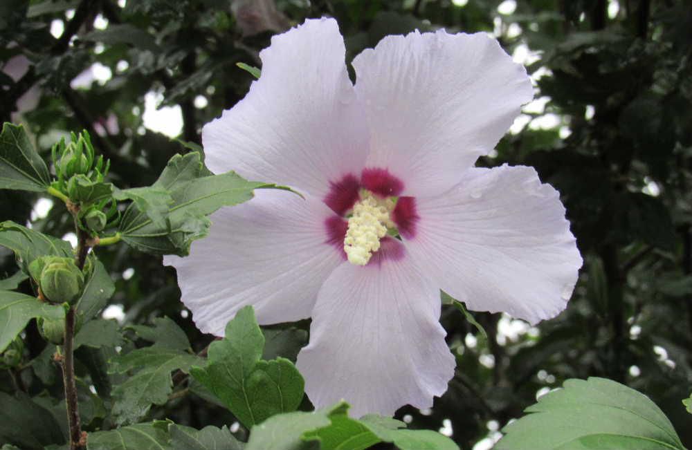 夏の代表的な花木の一つ「ムクゲ」が咲いています　ムクゲと似ている花にフヨウやハイビスカスなどがありますがその違いの一つが耐寒性だそうです　写真の花は白色の花びらで底部だけが鮮やかな紅色の一重咲きの花で「日の丸」と名前がついていますが名前のように日の丸の旗のような花で「ムクゲ」の中でもっともポピュラーな花です