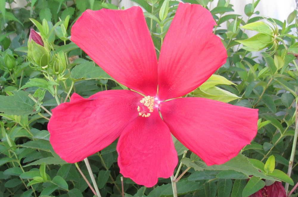 フヨウに似ているが花びらが離れて５枚咲いていました　葉がモミジに似ているところから「モミジアオイ（紅葉葵）」という名前がついたとか　白い花もあり紅色の花の色から付いた名前ではなさそうです　夏の終わりを告げる花でしょうか