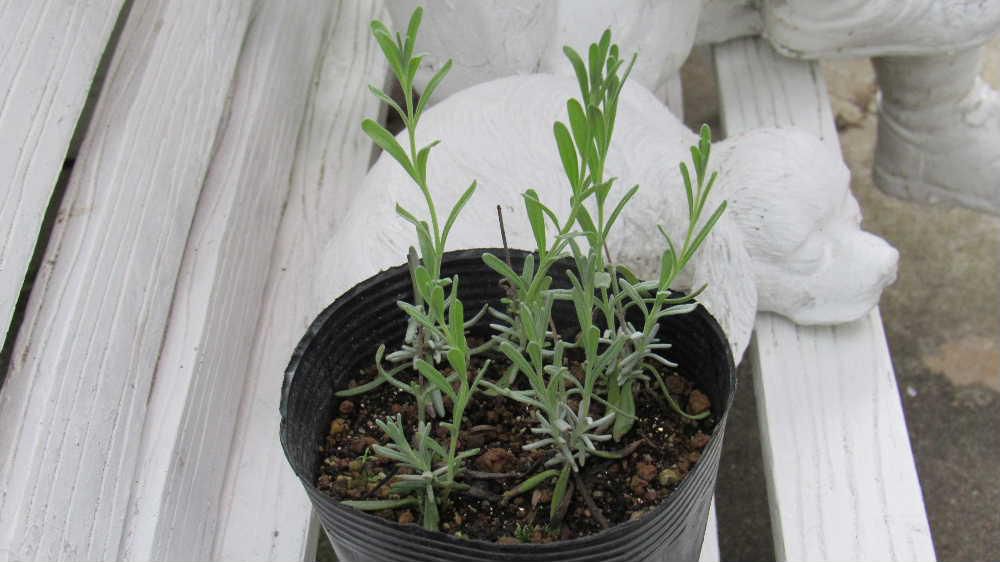 暑さのせいかラベンダーの花も咲かず茎が木質化しています　挿し木をして増やせるとネットでみましたのでやってみたところしっかりと芽を出し育っています　鉢植えにしてもう少し大きくなるのを楽しみに育ててみようと思います　