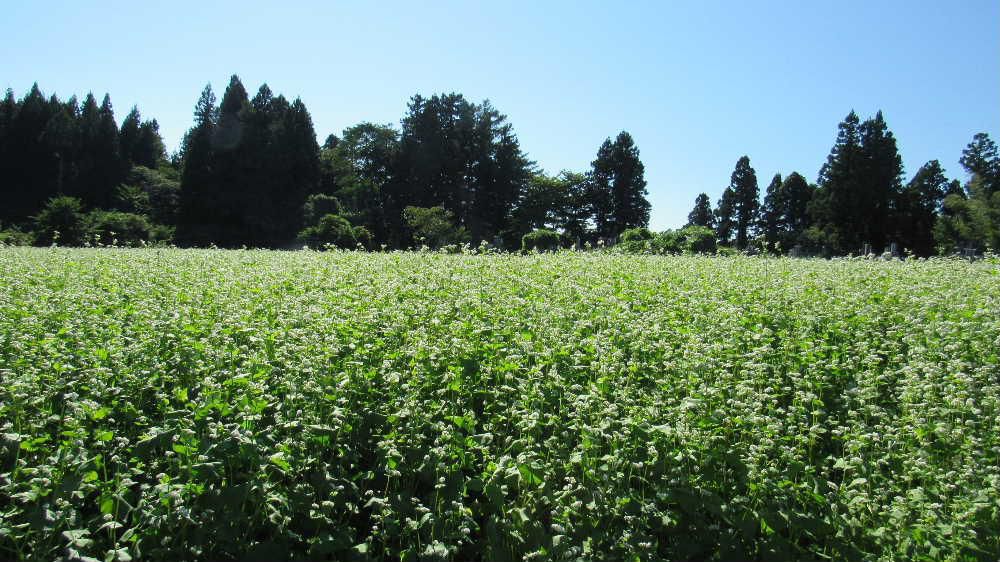 青い空の下に真っ白なジュータンを敷いたように「ソバ」の花が咲いています  ソバは夏まきと秋まきがありますが夏まきのソバの花がちょうど今頃開花し１０月には収穫され１１月頃には新ソバが出回るのでしょうか　ソバ好きの人にとっては待ちに待った新ソバを間もなく口にすることができるようになります