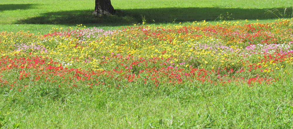 草花は群生して咲いている花がぽつんと数本さいているよりははるかに華やかに見えます　我が家では「マツバボタン」をプランターに植えていますがなんとなくスカスカで寂しいのですがなんといろいろの色の花が群生している「マツバボタン」を見つけ思わずカメラを向けて撮影しました　いよいよこれから秋の花が咲きはじめます