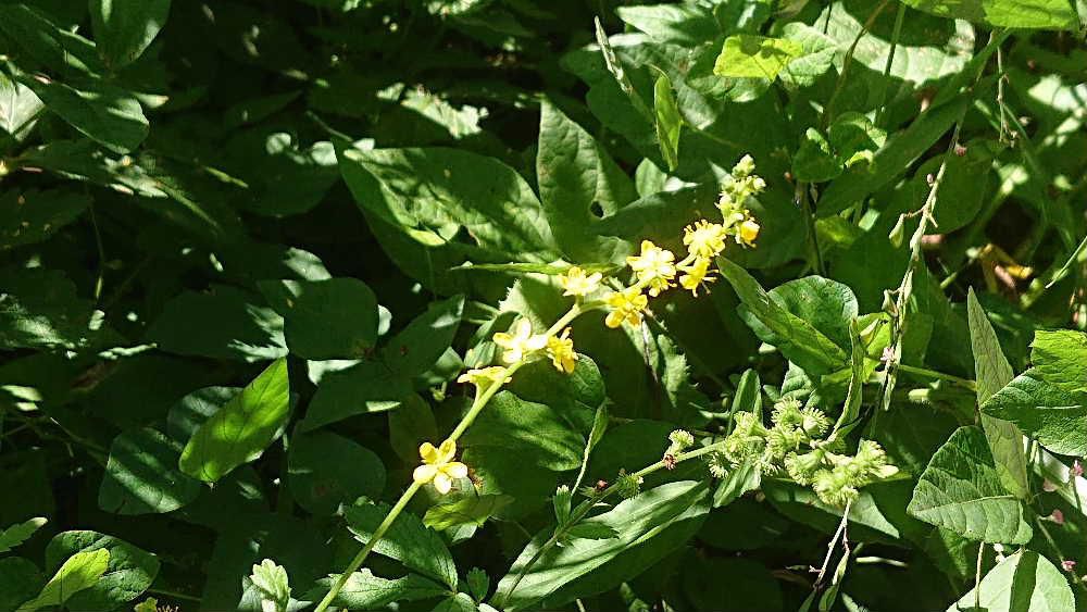 黄色の「キンミズヒキ」を見つけました　夏から秋にかけて咲く花で「キンミズヒキ」という名前は「金水引」と書き　黄色の花を細長く咲かせるのでこの名前が付いたのでしょうか　このブログでも何度か紹介していますが季節の花としてアップしてみました