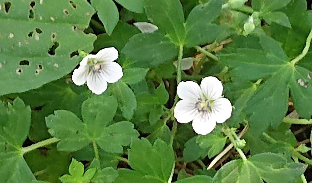 山道の草の中に白い小さな花「ゲンノショウコ」が咲いていました　以前にも何回かこのブログで取り上げましたが和名で「現証拠」と記されます　その由来は下痢止めや胃腸病に煎じて飲むとすぐ効果が現れるところから「実際に効く証拠」を意味し「現（験）の証拠」漢字で書きあらわされるんだそうです