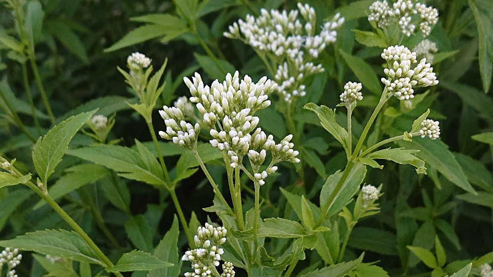 散歩中の道路沿いの花壇で茎の先に白い小さな花を房状につけた草花をみつけました「フジバカマ」（？）でしょうか　川沿いの湿った草原などに生えていて秋の七草の一つで万葉の時代から人々に親しまれてきた植物だそうです　生乾きの茎や葉には桜餅の香りがあるとか　また目にとまったら香りを嗅いでみようと思います