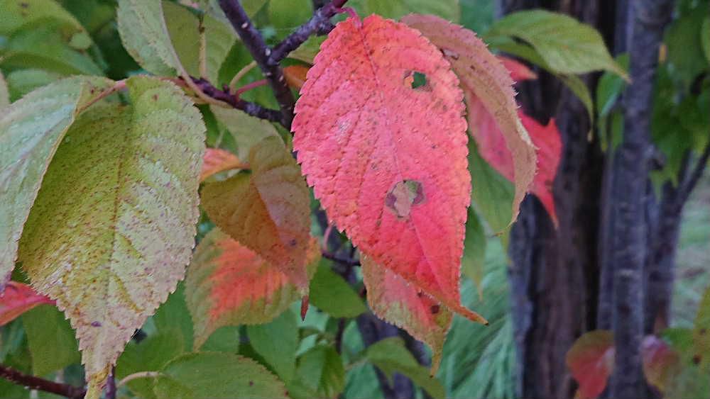 徐々に気候が秋めいて桜の木々の緑の葉に混じって紅く色づいた葉が見られ始め一気に秋を感じさせる風景となりました　葉には虫に食われた穴が開いています　秋がやってきましたねえ