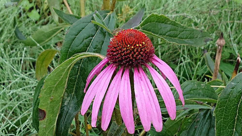 中央が盛り上がった花の周りを細長い紫色の花びらが垂れ下がった「ムラサキバレンギク」を散歩中にみつけました　花の名前についている「バレン」とは江戸時代に火消しがもっていた纏の周りの房のように垂れ下がっている細い飾りをいいますが　この纏に似ていることから付いたものだったようです　とても変わった形の花で寒くなっても咲いている息の長い花のようです