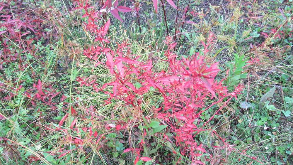 写真ではあまりわからないかもしれませんが真っ赤に色づいた草がたんぼの畔の緑色の雑草の中に生えていました　いろいろ調べましたが名前がわかりません　黄色の稲穂や枯れた草などの中でひと際目立つ紅い草は何という植物でしょうか　