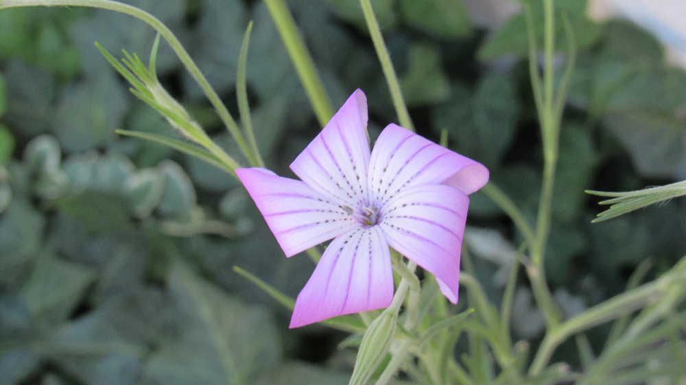 お盆過ぎに種を蒔いた「ムギナデシコ」が花を咲かせてくれました　初夏のムギナデシコよりは心なしか小さく色も少し薄く感じますが爽やかさを感じさせてくれる花です　これからだんだん寒くなりあまり花をさかせてくれませんが秋に似ず爽やかな花です