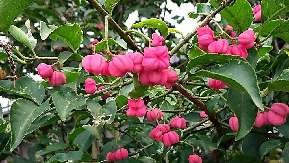 これは実？　それとも花？・・・　初めて見る花木で写真はピンクですが赤い色をしています　ネットで調べてみると「セイヨウマユミ」とヒットしました　花がはじけて中から黄色の実がでてくる写真もありました　この花木は毒性があるのだそうです　たまたま散歩中に目にした花木ですがあまり目にしないのはこのせいでしょうか