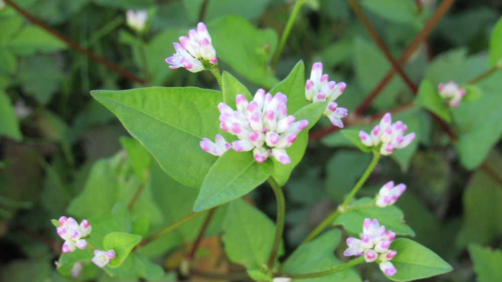 毎年のように紹介している「ミゾソバ」の花ですがいつ見ても可愛い可憐な花です　花姿がコンペイトウに似ていることから「コンペイトウグサ」葉の形が牛の頭に似ているところから「ウシノヒタイ」などとも呼ばれているようです　休耕田の湿地で見つけました　開花前の若芽や若葉 つぼみなどは食用にできるとか穏やかな酸味と甘みがあるそうです　まだ食べたことがありません