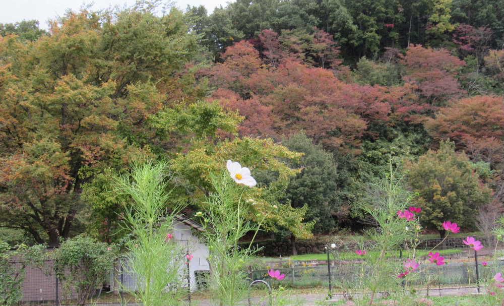 コスモスと紅葉　まさに秋本番の風景です　昨日はとても寒い一日で外で作業していても汗もかかずに終わりました　いよいよ秋から冬へと季節は移り変わっていくのでしょうか　コスモスもどこか寂しくげに咲き紅葉もだいぶ進み葉っぱも赤くなってきました　一歩一歩秋が深まっています