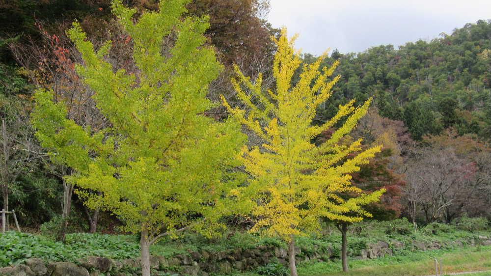 木々の葉は赤や黄色に色づいてきました　緑と黄色と赤のグラディ―ションはなんともいえない美しさです　気温が２０度をわり本格的な秋がやってきました　北海道では雪の予報も出ておりまもなくこの地方にも雪が舞い降りてきます　色づいた葉はその訪れを告げるメッセージです