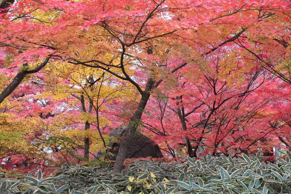 鮮やかな紅葉にうっりしてしまいました　暖かさに誘われて烏帽子山公園に上りました　駐車場がいっぱいになるほど多くの車が駐車しており車を降りたとたん眼前に真っ赤な紅葉が飛び込んできました　赤や黄色黄緑など色とりどりに染まったモミジが来園者を迎えてくれ多くの人がカメラやスマホで撮影しており　紅葉を十分に堪能できました　明日は寒くなるとのことでまだの方はぜひご鑑賞を