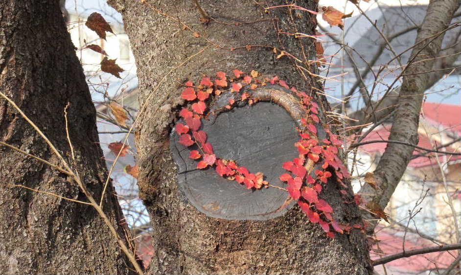 枝を切り落とした株の上にハート型の紅葉したツタ　仲睦ましく写真を撮り合う若いカップルもほほえましく思わず写真を撮ってしまいました　昨日は秋とは思えない気温で何枚も撮った写真の一枚です　　晩秋の風景は寂しい季節ですがどこかほっとする風景にたくさん出会えた日でした　今朝は寒い一日となりそうで雪も降りそうだとか　冬支度はおすみですか