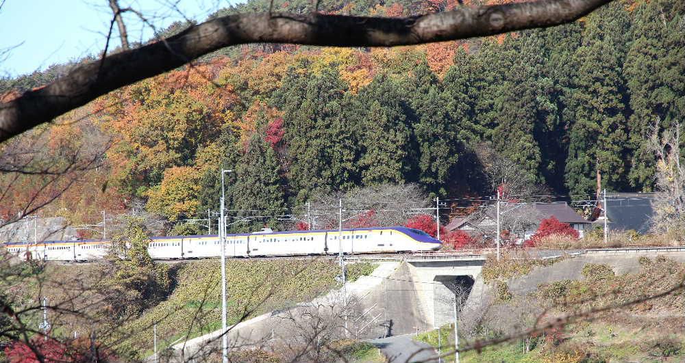 山形新幹線の列車が紅葉の山を走り抜けていきました　桜の中を走る列車を撮ったことがあり紅葉の中を走る列車も撮りたいと出向いたのですがすでに桜の葉は全て落ちてしまい葉のない枝の間を走る列車となりました　あっという間でシャッターチャンスを逃すとまたしばらくじっとまっていなければならず春と違って寒い季節の撮影は楽ではありません