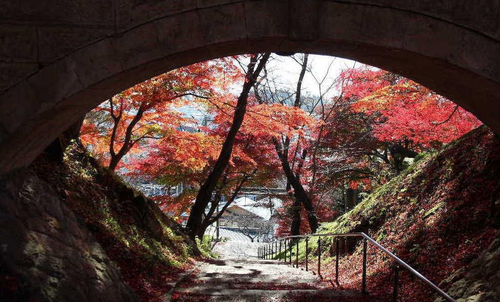 「幸」に「寿」と書いて「幸寿橋」が烏帽子山公園にあります　なんと縁起の良い橋でしょうか　この橋を渡ると幸せがくるのではと思ってしまします　そこで見る紅葉はトンネルの先に幸せが見えるようでまさに絶景です　今朝も冷たい雨が降り寒くなりそうです　紅葉も見納めでしょうか