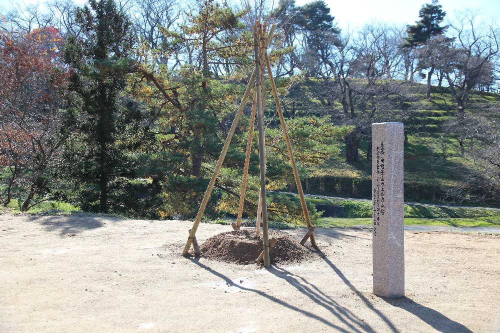 烏帽子山公園を訪れるお客様を迎えるように公園の登り口に「ウエルカム桜」と表記された石柱がありました　そのそばには10数本の桜が植栽されていました　とあるところから寄贈されたとのことで来年は咲くのでしょうか　公園を訪れた時に桜を愛でることができるのは何時になるのでしょうか