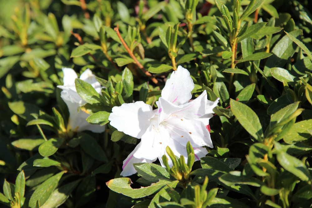 烏帽子山公園をまわっていると咲いている花をみつけました「サツキ」のような花の形をしており葉もにているのですが今頃咲くはずはないのでこの花は一体なんという花でしょうか　もしかすると暖かさに誘われて狂い咲きしたのでしょうか