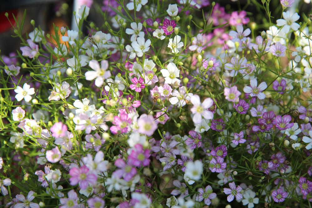 初夏から咲いていた花から採った種を育てた「カスミソウ」が先日の降雪の後今も花を咲かせてくれています　小さな白とピンクの花がいっぱい咲いています　色も少しくすんでいますが玄関先を彩ってくれています　咲いている花が少なくなり撮影できる花を探すのに一苦労です