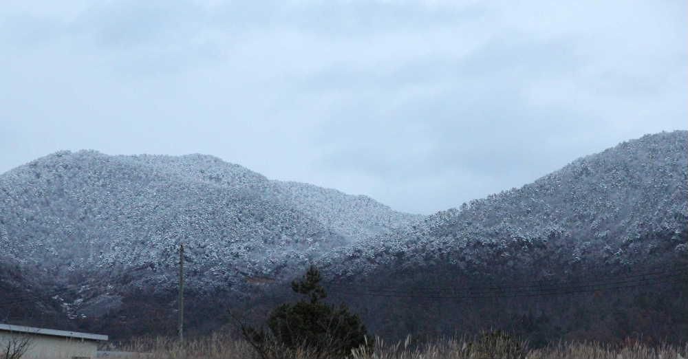 昨日夕方に撮った近くの山でうっすらと雪が積もり上半分は雪下半分は紅葉の晩秋の風景です　今朝起きてみると数センチですが雪が積もっていました　二十四節気の大雪が１２月７日からでかなり積もるのではと心配しましたが思ったよりは少ない降雪でほっとしています　でもいつ積もってもおかしくない季節になんですよね