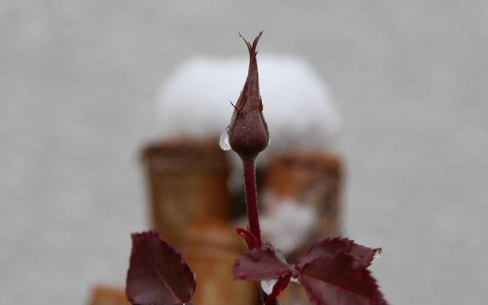 大雪も心配されましたがたいした積雪にならずにすんでホッとしています　冷たい雨にうたれたバラのツボミですが今年はもう花がさくことはないだろうけど最後の頑張りで花を咲かせてくれないでしょうか