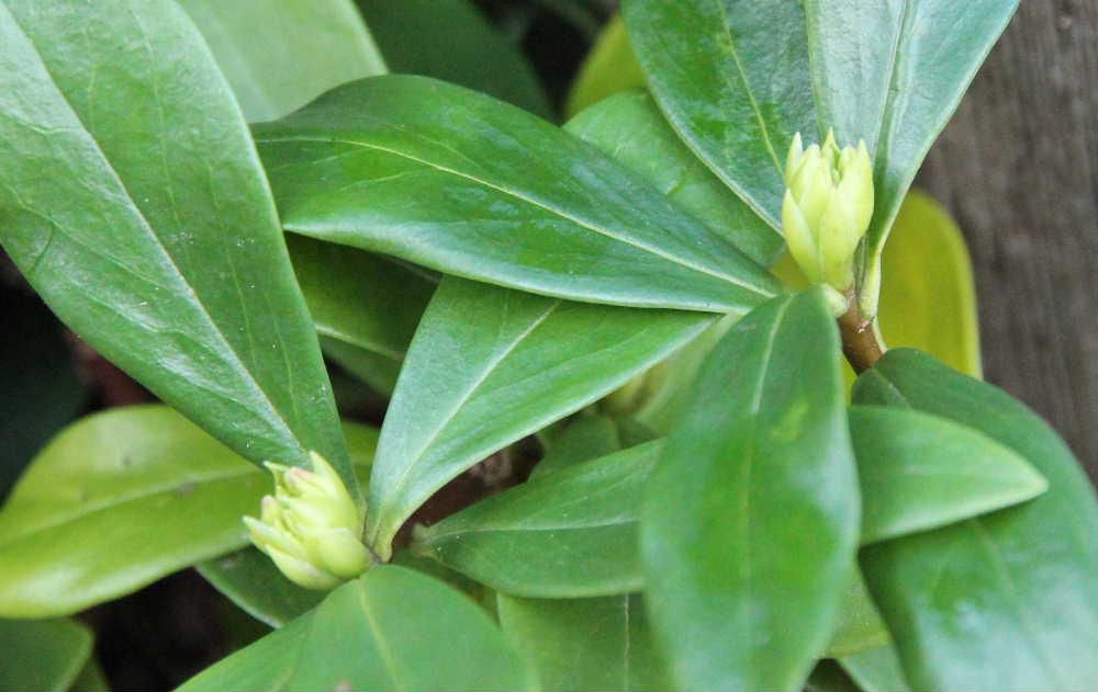 チンチョウゲの花芽がもう付いています　薄紫色の小さな花を咲かせ　咲きはじめるととても良い香りを放つ花です　葉も落ちず黄緑色の花芽をしっかりと付けています　これから雪を被りそれを乗り越えて花をさかせてくれるのです　冬の花芽をもうすこし追いかけてみます
