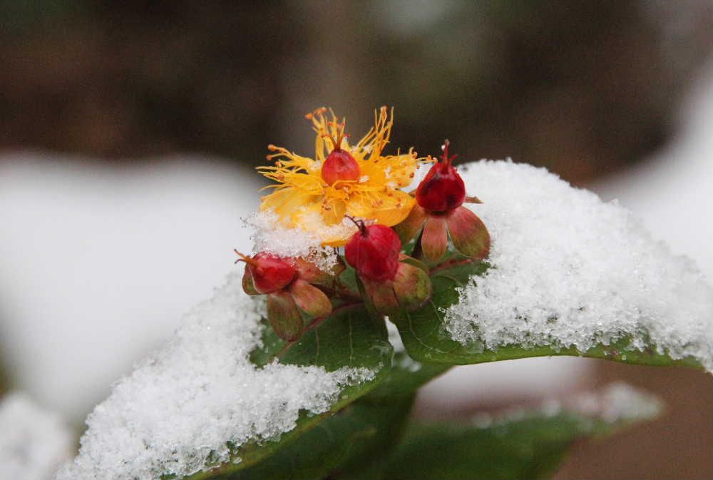サラッと降った雪がのっかった庭のキンシバイがまだ咲いています　　いくつかの花が咲き今頃まで花が見られほっとします　雪も降らず例年より穏やかな気候でしょうか　昨日のニュースで西川町の志津温泉の映像がながれました　何と積雪が１ｍ７４ｃｍと背丈を超える雪に驚いてしましいました　いま庭にはほとんど雪がありません　このままお正月を迎えられればと願っていますが無理でしょうね　