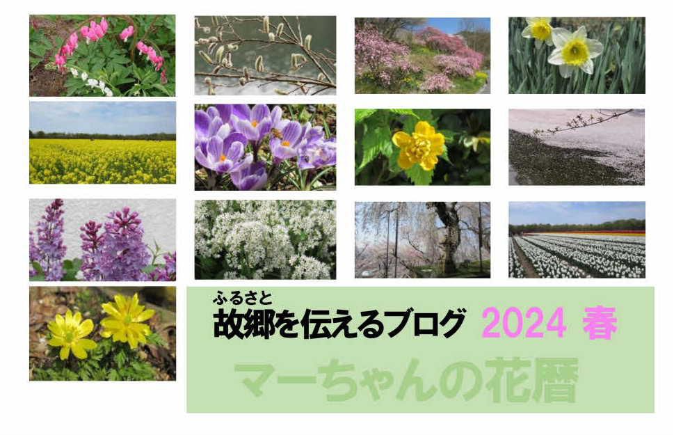 今年も残すところあと４日となりました  チラチラと小さな雪が降っています　あきもせずに「マーちゃんの花暦」にご訪問いただきありがとうございました　様々あった１年でしたが草花や樹木、花木は間違いなく季節が巡ってくると芽をだし花を咲かせ実をつけ１年が終わります　今年１年撮った写真を四季に分けてアップしてみます　