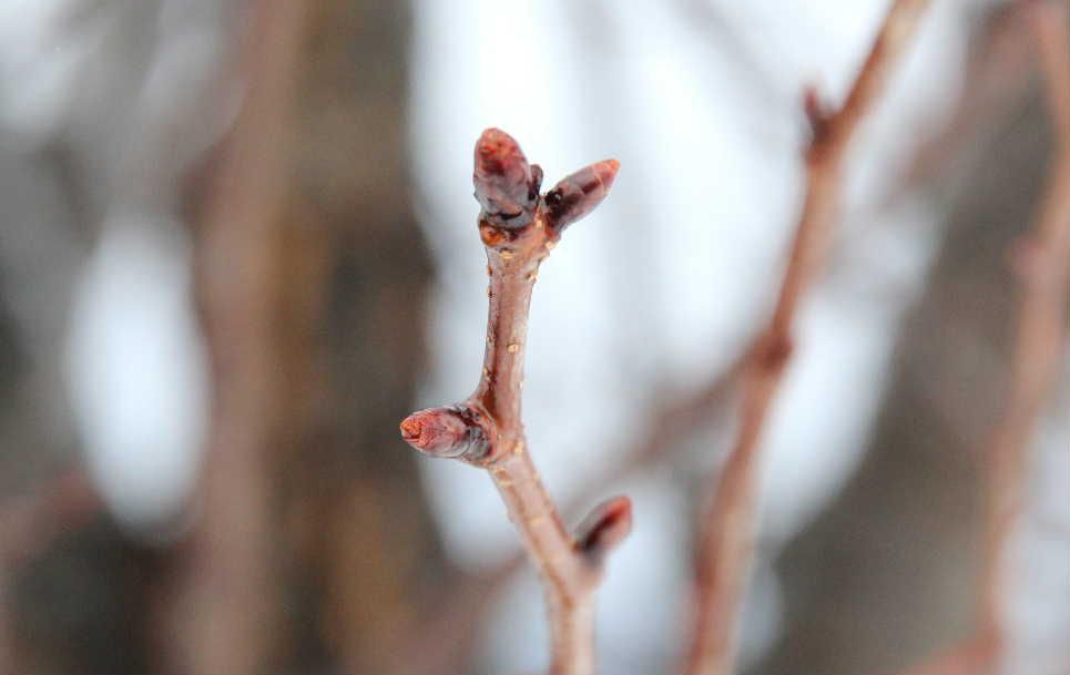 朝からチラチラと雪が舞っていますが今朝の写真はまだまだ固い桜の冬芽です　散歩に出かけ道路そばの桜の冬芽が寒そうに肩をすぼめているようです　これから冬を迎えるのでまだまだ固く閉じていますが芽の中では少～しずつ動いているのでしょうか　今日から来週始めにかけてまた雪が降りそうです　桜の冬芽も一休みです