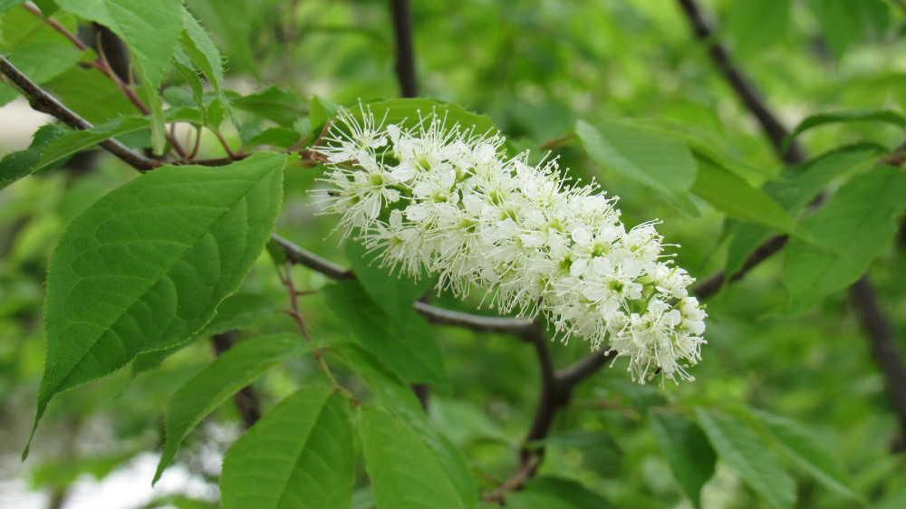 桜は終わりましたが「ウワミズサクラ」が咲いています　サクラと名前がついていますが桜らしからぬ白い花が房状にたくさんついていました  芽吹いた葉が伸びた枝先から写真のような花が咲いたのだそうです　花が終わると緑色の実ができ黄色・橙色・赤・黒と変化していくのだそうです　花も実も私たちが知る桜とは全く違う木です