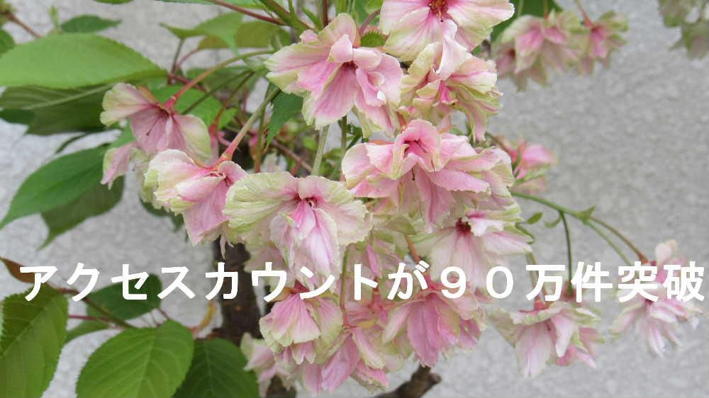 アクセスカウントが９０万件を越えました　最近は１日５００件前後を表示しようやく９０万件を突破しました