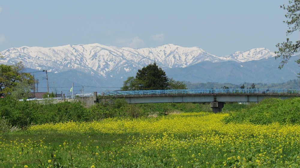 真っ白な残雪の山と菜の花　暖かな陽ざしが戻ってきました　一面の菜の花と白い残雪の山　小川が流れ小さな橋が架かっていました　まさに農村の初夏を思わせる風景に思わず撮った一枚です　遠くに見える山は飯豊山でしょうか