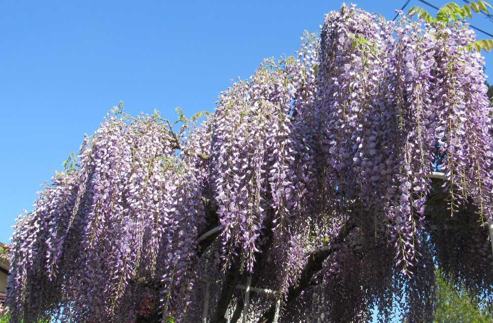 「フジ」の花が満開　鉢植えでもらったフジを地植えして４０年以上は過ぎたフジの花が庭を彩っています　庭には様々な花が咲いており花の周りにはクマンバチが飛び回っています　心なしかフジの紫色が少し色あせているような気がしますが花を楽しんでいます　満開です花見にいらしてください　見せるほどではありませんが
