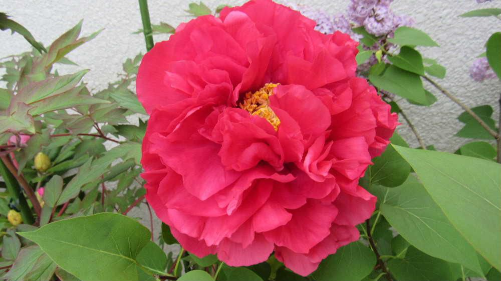 ２０数年前転勤した時に選別でもらった「ボタン」が枯らさずに花を付けてくれました　育て方もわからず鉢替えもあまりしていませんが頂いたものを枯らしてしまうと縁が切れそうで水を遣ったりちょこっと肥料をやるなど何とか育ててきました　今年も真っ赤な花を２輪咲かせてくれました　元気でいるのかなあボタンをくれた人は