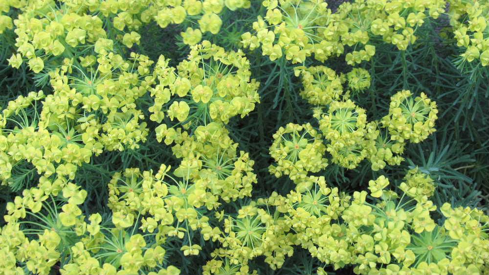 夜空に黄緑色の花火が打ちあがったような花「マツバトウダイ」　散歩の途中に民家のそばの道ばたに黄緑色の小さな花が咲いていました　細い針金のような葉が密植し茎の先端からたくさんの枝を伸ばし花を付けています　伸ばした茎のようなものが花火のように見えました　面白い花ですが「マツバトウダイ」という名前の花でよかったのでしょうか