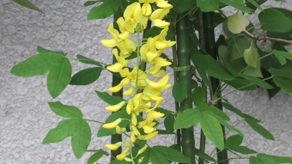 黄色のフジの花　挿し木で育てた「キングサリ」が黄色の花を５つ咲かせています　黄色のフジのような花で「黄花藤」とも呼ばれる花木でつる性ではありません  藤のような長い花ではありませんが鮮やかな黄色はたくさん咲いたら見事だろうと成長するのを楽しみにしています　美しいのですが有毒植物で特にタネは毒性が強いので要注意とか