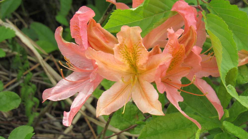 なんと優雅なツツジの花　山際の堤の土手にオレンジ色の花がたくさん咲いていました　花全体が豪華でアザレアにしては咲くのが早く「レンゲツツジ」と教えていただきました　６月前後に咲くのでは夏の花と言えば「レンゲツツジ」だそうです　五つの星形の花を咲かせ一度咲くと数日間咲きっぱなしで陽ざしの中でも眩しい光を放ってきれいな姿を見せています　サツキはこの後に咲きはじめます