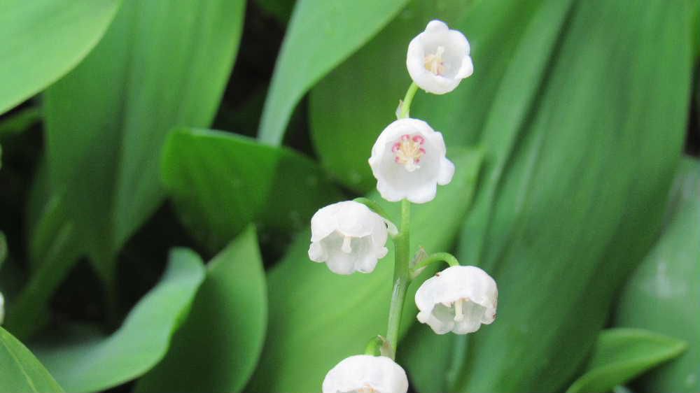 昨日の暑さを冷ますように降る小雨の中 白い「スズラン」が咲いています　２枚の葉の間から茎を伸ばし白い釣鐘形をした花を咲かせます　「スズランスイセン」や「ドウタン」の花と大きさや形も似ていて５月に庭を彩る可愛い花です　日本で自生しているスズランは崛起が短く花の数も少ないため　市場で出回っているスズランは「ドイツスズラン」と言われています「スズラン」の花をもう少し楽しめそうです