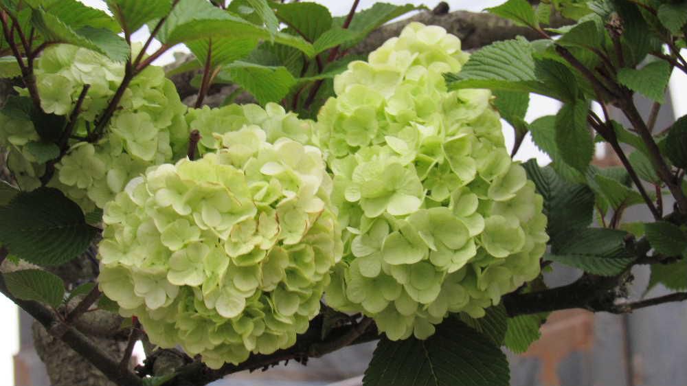 紫陽花のような「オオデマリ」　10日ほど前に散歩の途中で目にとまった黄緑色の小さなボール状のアジサイのような花が昨日は真っ白に咲いていました　花が丸くてマリのように花がまとまって咲いているところから「オオデマリ」と名前がついています　黄緑色から白に変る花　秋には紅葉も美しい木です