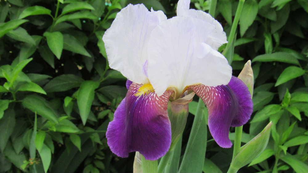 この花は「シャーマンアイリス？」　梅雨時になるとアヤメやカキツバタなど似たような花がそちこちで咲きはじめます　アヤメとカキツバタの区別すらつきませんが写真の花はアイリスの仲間でしょうか「シャーマンアイリス」は虹の花とも呼ばれ、色とりどりの花をさかせアイリスの仲間では最も華やかで多くの品種があると言われています　上と下の花の色がちがっておりフリルがついているような形の花です　梅雨時にぴったりの花です
