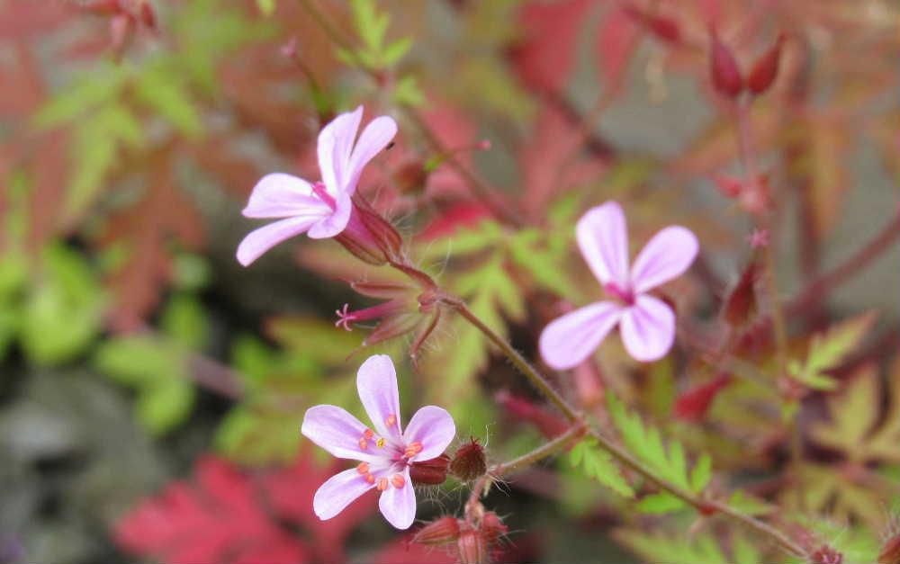 植えた覚えがないのに小さなピンクの花がさいています「ヒメフウロ」と呼ばれている花で葉や茎が赤く色づいていて真っ赤な葉もあります　抜いても抜いても生えてきて雑草扱いですがよく見ると可愛い花です　葉の脇から伸びた枝先に１，２個花をつけています　ニオイが塩を焼いたようなことから「シオヤキソウ」の別名もあるようです